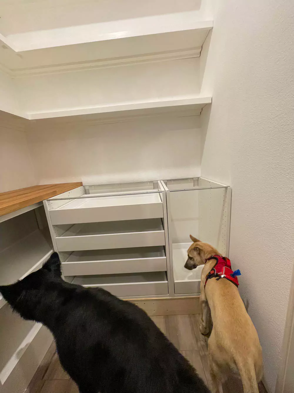 Colt and Hank sniffing cabinets