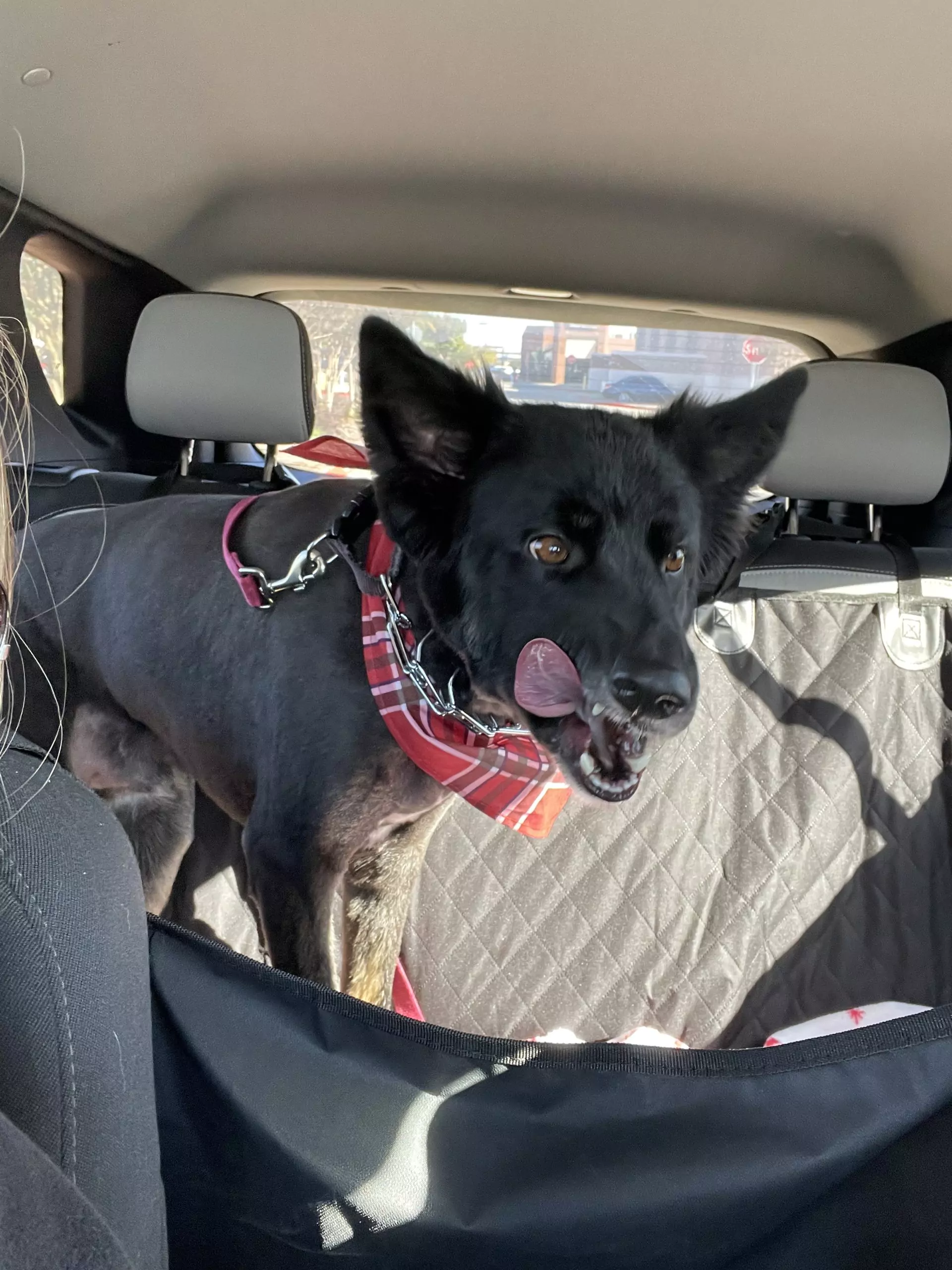 Colt in the backseat of my car favorite Amazon finds