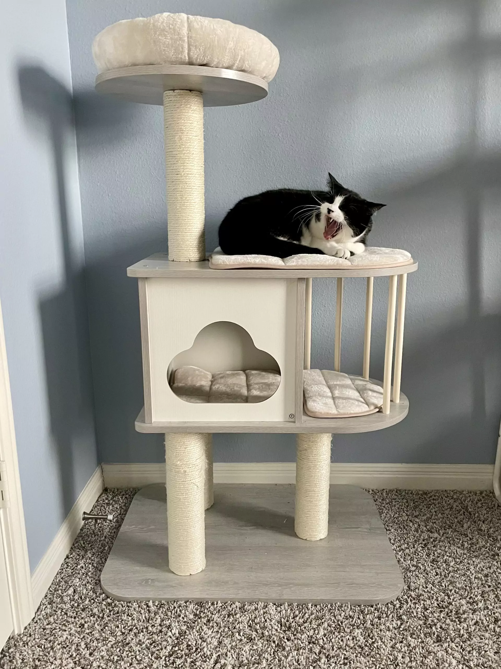 favorite amazon pet finds cat condo