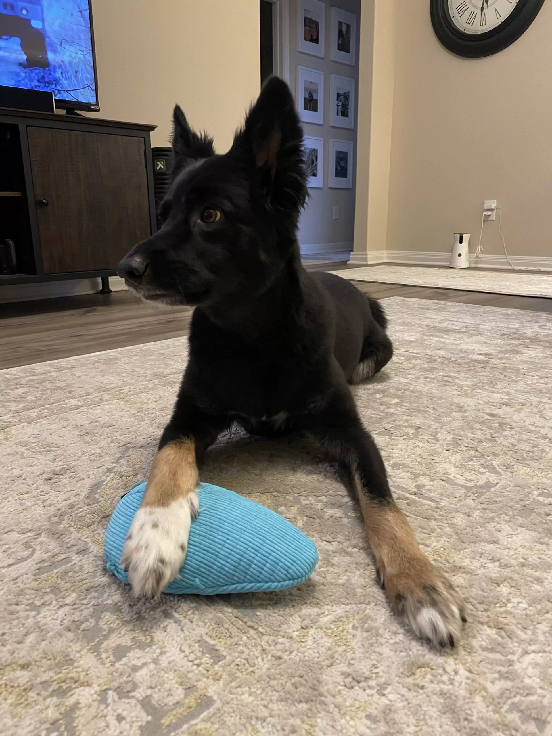 Colt with playology dog toy