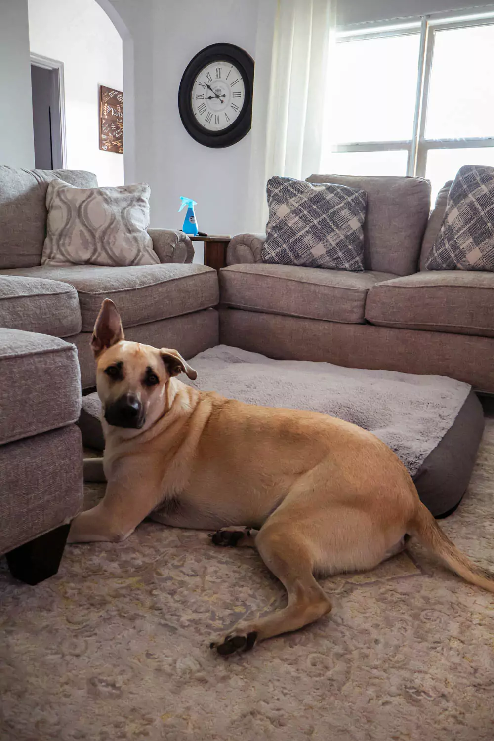 dog bed