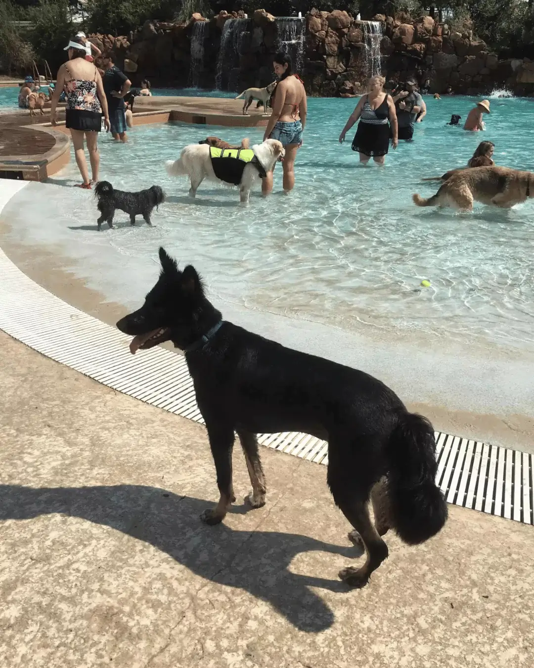 Pet Friendly Experiences