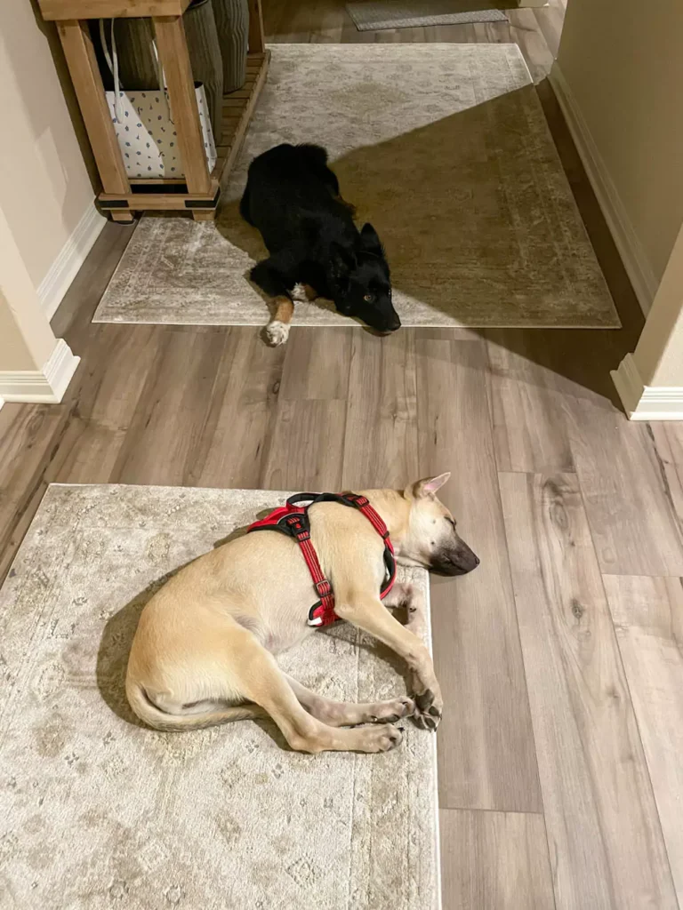 keep your house clean living with pets