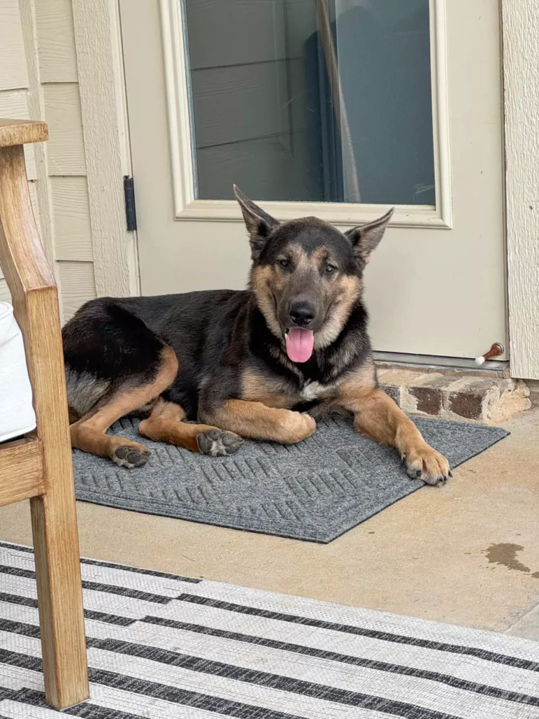 Meet Enzo and My Best Tips for Bringing Home a Stray Dog