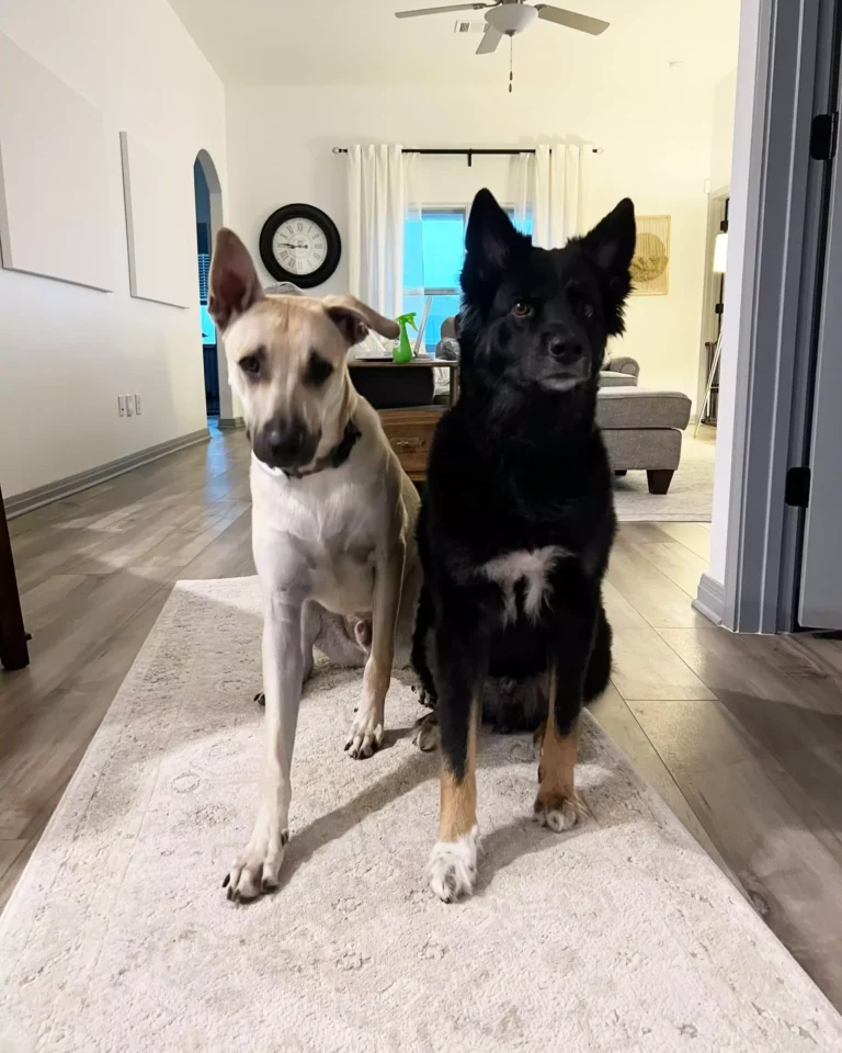 National Pet Month - Colt and Hank