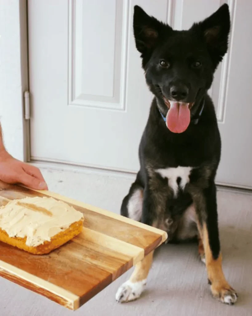 Colt's first birthday - with dog birthday cake recipe